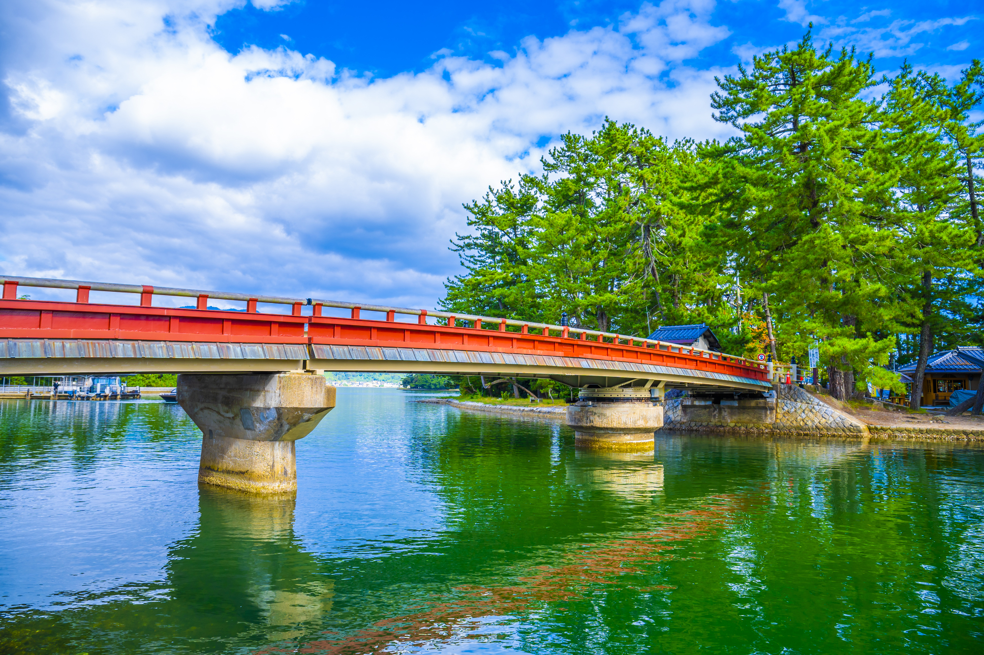 Amanohashidate pine grove